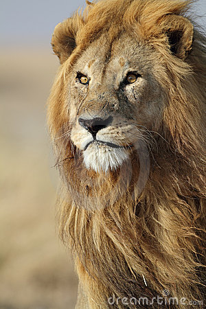 lion-male-large-golden-mane-serengeti-15689350